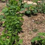 Clarity and Vision: Garden Example